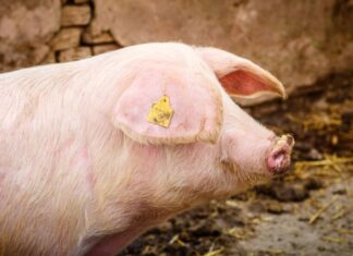 MP aciona empresa de suínos por risco sanitário e ameaça à saúde pública Suinos d24am 1024x678
