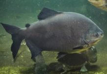 Tambaqui criado em cativeiro muda de cor quando está estressado, revela pesquisa Tambaqui