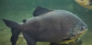 Tambaqui criado em cativeiro muda de cor quando está estressado, revela pesquisa Tambaqui