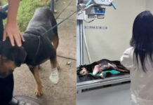 Cão é baleado após ser ‘jurado de morte’ por traficantes no Rio de Janeiro Cachorro baleado d24am