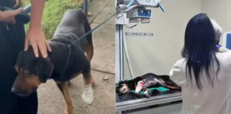 Cão é baleado após ser ‘jurado de morte’ por traficantes no Rio de Janeiro Cachorro baleado d24am