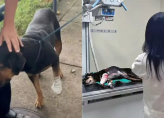Cão é baleado após ser ‘jurado de morte’ por traficantes no Rio de Janeiro Cachorro baleado d24am