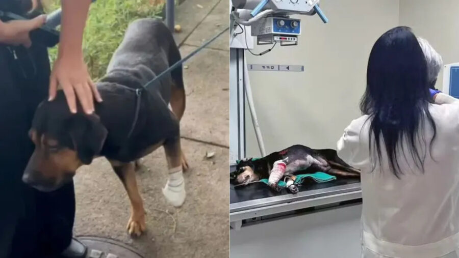 Cachorro-baleado-d24am Cachorro baleado d24am