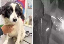 Cachorro apaga dinamite jogada no quintal e salva família no Peru Cachorros d24am 1024x577