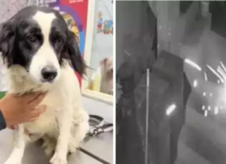 Cachorro apaga dinamite jogada no quintal e salva família no Peru Cachorros d24am 1024x577