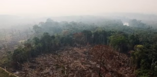 Nova ferramenta monitora Amazônia em tempo quase real e reforça proteção ambiental Desmat