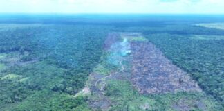Ação contra o desmatamento resulta em mais R$ 30 milhões em multas no AM Desmatamento d24am 1024x576