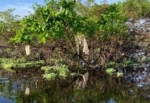 Estudo aponta que a Amazônia tem o 2º rio mais poluído por plástico do mundo Lixo rio am d24am 1024x497