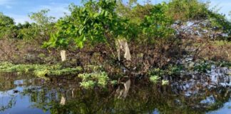 Estudo aponta que a Amazônia tem o 2º rio mais poluído por plástico do mundo Lixo rio am d24am 1024x497