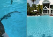 Crocodilo é encontrado ‘relaxando’ em piscina de resort de luxo na Austrália