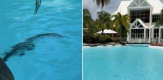 Crocodilo é encontrado ‘relaxando’ em piscina de resort de luxo na Austrália