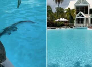 Crocodilo é encontrado ‘relaxando’ em piscina de resort de luxo na Austrália