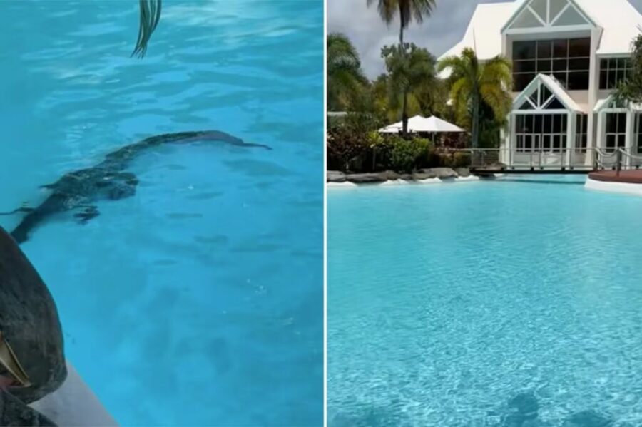 Crocodilo-d24am-1024x682