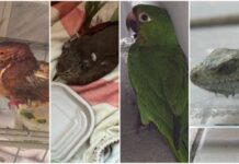 Mais de 30 animais silvestres foram resgatados no mês de setembro em Manaus Ipaam animais silvestres resgatados em setembro foto 1 divulgacao ipaam 02 10 2025 1024x602