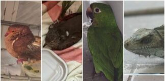 Mais de 30 animais silvestres foram resgatados no mês de setembro em Manaus Ipaam animais silvestres resgatados em setembro foto 1 divulgacao ipaam 02 10 2025 1024x602