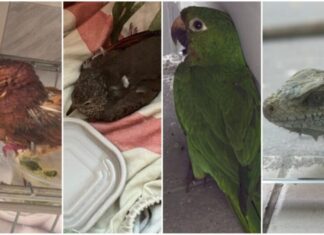 Mais de 30 animais silvestres foram resgatados no mês de setembro em Manaus Ipaam animais silvestres resgatados em setembro foto 1 divulgacao ipaam 02 10 2025 1024x602