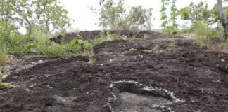 Pesquisa inédita descobre pegadas de dinossauros na Amazônia