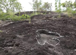 Pesquisa inédita descobre pegadas de dinossauros na Amazônia