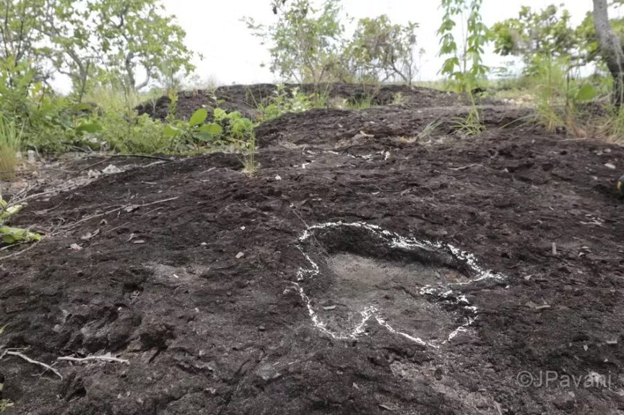 Pegada-de-dinossauro-d24am