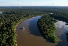 Fazendas ilegais de gado devastam áreas protegidas na Amazônia