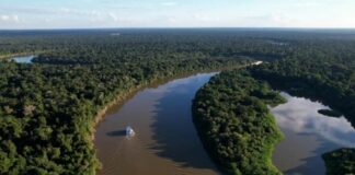 Fazendas ilegais de gado devastam áreas protegidas na Amazônia