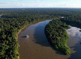 Fazendas ilegais de gado devastam áreas protegidas na Amazônia