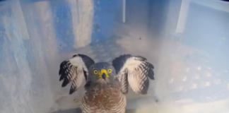 Resgate de animais silvestres mobiliza população de Manaus; veja os casos