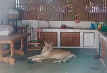 Leão criado como animal de estimação ataca menino na Tailândia Ataque d24am 1024x632