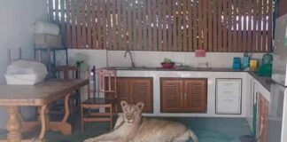 Leão criado como animal de estimação ataca menino na Tailândia Ataque d24am 1024x632