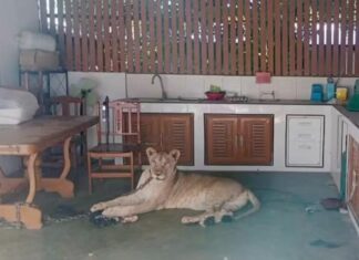 Leão criado como animal de estimação ataca menino na Tailândia Ataque d24am 1024x632