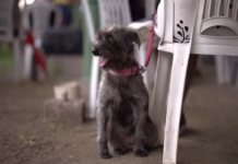 Agendamento de castrações gratuitas inicia nesta sexta-feira (17) em Manaus; saiba como