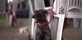 Agendamento de castrações gratuitas inicia nesta sexta-feira (17) em Manaus; saiba como