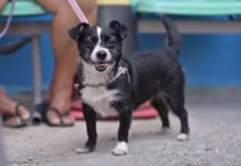 Ação oferece agendamento para castração e vacinação de animais de maneira gratuita nesta sexta em Manaus Castracao animal