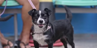 Ação oferece agendamento para castração e vacinação de animais de maneira gratuita nesta sexta em Manaus Castracao animal