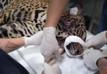 Onça-pintada resgatada baleada após horas nadando em rio no AM é macho com cerca de dois anos, diz governo Imagem do whatsapp de 2025 10 02 a s 07.31.43 ed192227