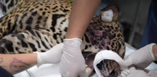 Onça-pintada resgatada baleada após horas nadando em rio no AM é macho com cerca de dois anos, diz governo Imagem do whatsapp de 2025 10 02 a s 07.31.43 ed192227