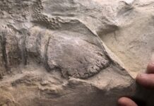 Cientistas revelam mistério centenário envolvendo múmias de dinossauros