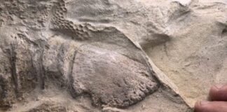 Cientistas revelam mistério centenário envolvendo múmias de dinossauros