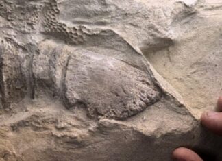 Cientistas revelam mistério centenário envolvendo múmias de dinossauros