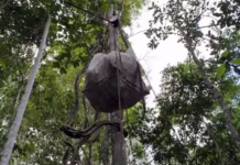 Sistema de cabos da Embrapa promete reduzir em até 80% de esforço físico no transporte de produtos na Amazônia