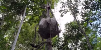 Sistema de cabos da Embrapa promete reduzir em até 80% de esforço físico no transporte de produtos na Amazônia