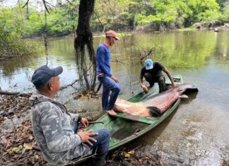 Amazonas tem 964 pescadores com licenças canceladas por irregularidades, diz ministério