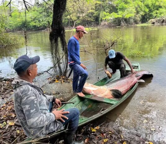 Amazonas tem 964 pescadores com licenças canceladas por irregularidades, diz ministério