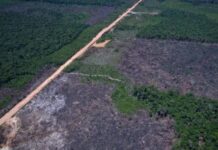 Mais de 3.500 km de vias ilegais na BR-319 facilitam desmatamento e mineração