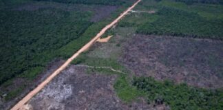 Mais de 3.500 km de vias ilegais na BR-319 facilitam desmatamento e mineração