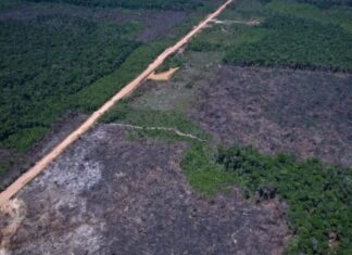 Mais de 3.500 km de vias ilegais na BR-319 facilitam desmatamento e mineração