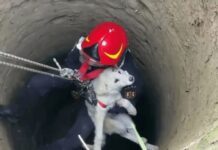 Filhotinho de cachorro é salvo após despencar 15 metros em poço abandonado