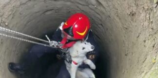 Filhotinho de cachorro é salvo após despencar 15 metros em poço abandonado