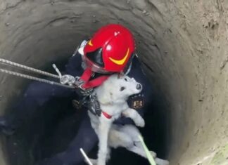 Filhotinho de cachorro é salvo após despencar 15 metros em poço abandonado