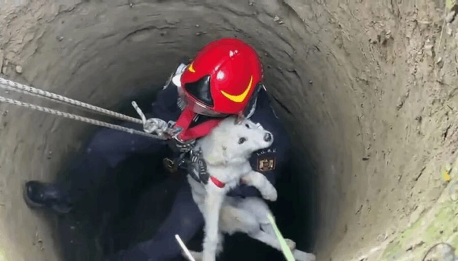 Bombeiro-resgata-d24am-1024x584